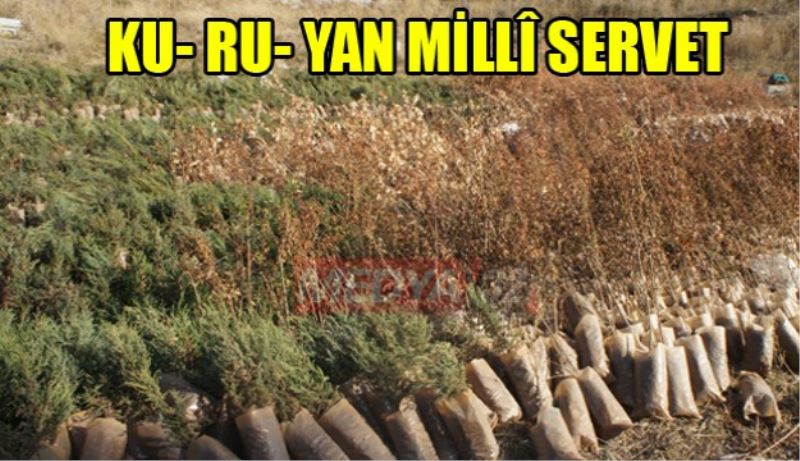 KU- RU- YAN MİLLÎ SERVET