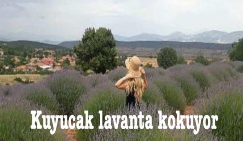 Kuyucak lavanta kokuyor