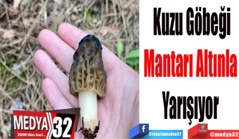 Kuzu Göbeği
Mantarı Altınla 
Yarışıyor! 
