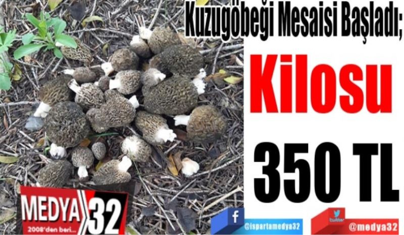 Kuzugöbeği Mesaisi Başladı; 
Kilosu 
350 TL
