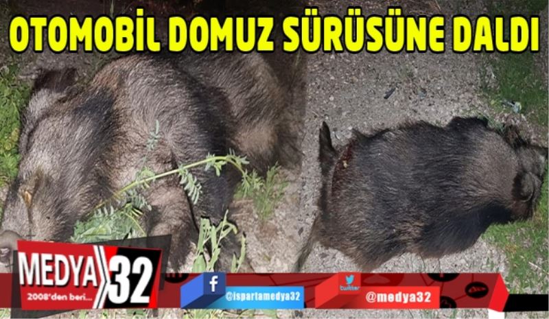 Otomobil domuz sürüsüne daldı