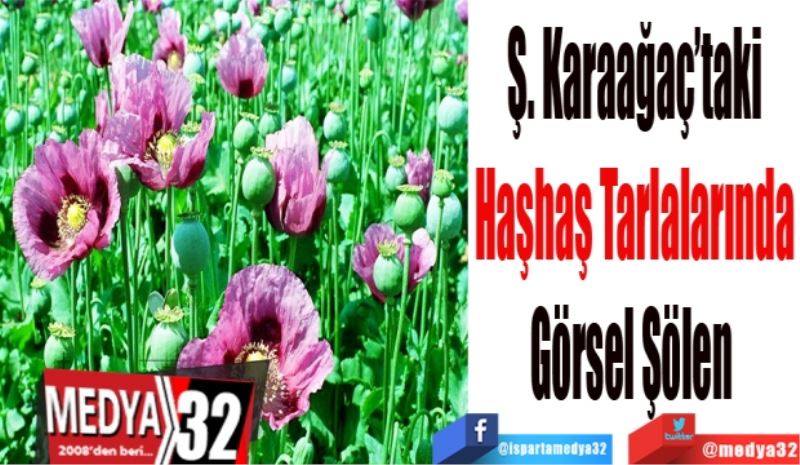 Ş. Karaağaç’taki
Haşhaş Tarlalarında
Görsel Şölen 
