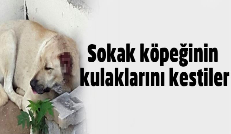 Sokak köpeğinin kulaklarını kestiler