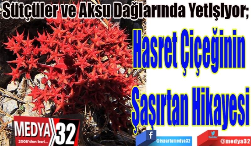 Sütçüler ve Aksu Dağlarında Yetişiyor; 
Hasret Çiçeğinin 
Şaşırtan Hikayesi
