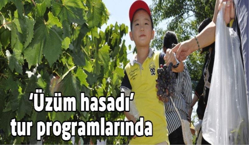 ‘Üzüm hasadı’ tur programlarında