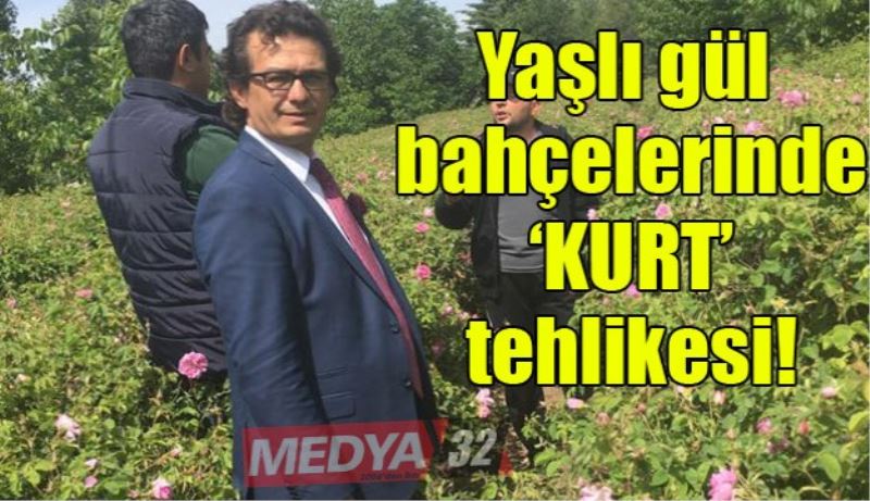 Yaşlı gül bahçelerinde ‘KURT’ tehlikesi!