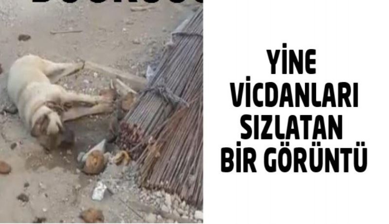 Yine vicdanları sızlatan bir görüntü