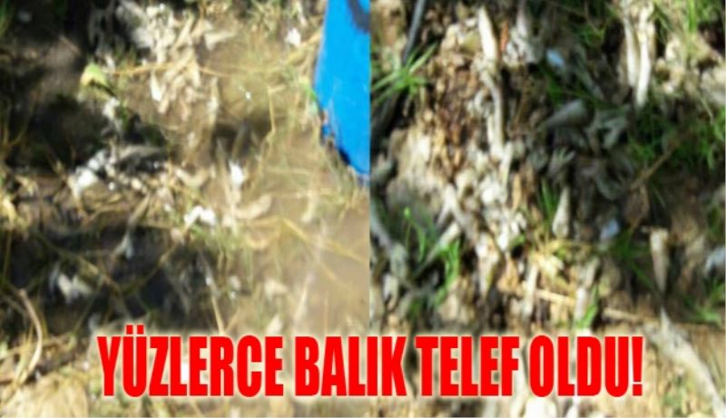 Yüzlerce balık telef oldu!