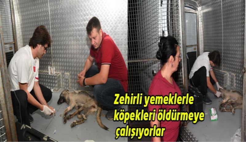 Zehirli yemeklerle köpekleri öldürmeye çalışıyorlar